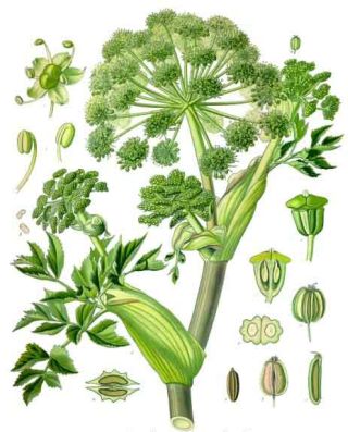 Angelica cinese (Angelica sinensis)